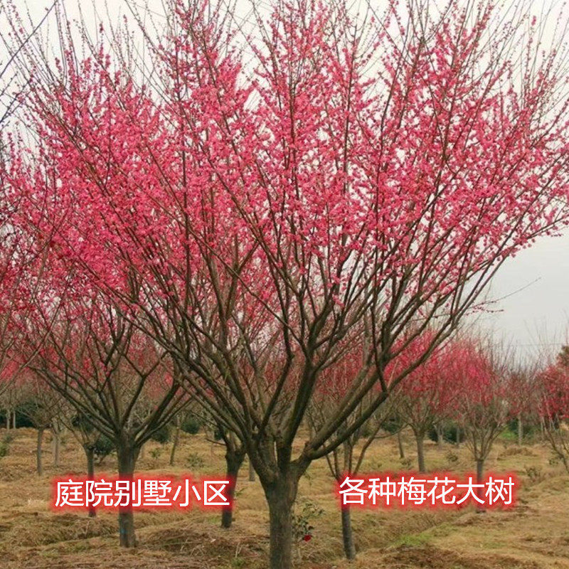 原生梅花树苗腊梅红梅绿梅白梅美人梅榆叶梅庭院绿化植物耐寒开花