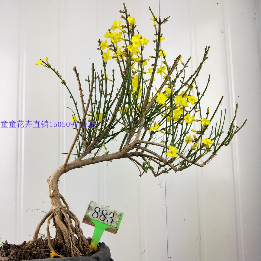 定制迎春花盆景盆栽桩小桩型精品提根盆景室内办公桌植物微型盆景