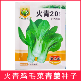 火青20天鸡毛菜青梗菜烤青种子小青菜上海青蔬菜种籽大全四季农家