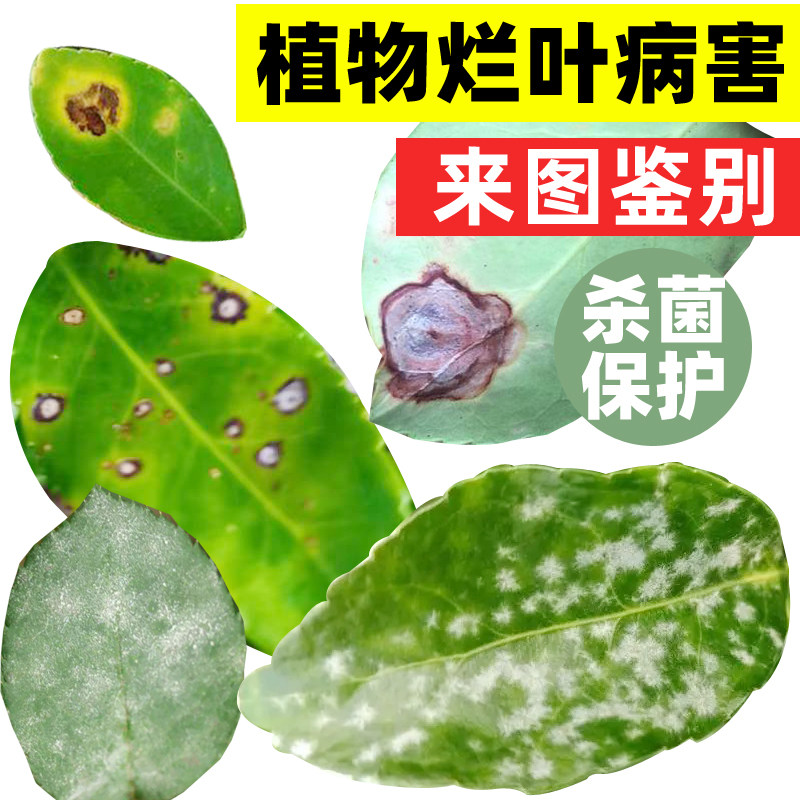 苯甲吡唑酯黄杨叶黑斑病用月季茶花树叶焦枯斑点落叶病杀菌剂绿化