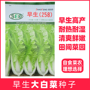 早生258快菜四季播高产种子奶油小大白菜娃娃菜阳台盆栽籽农家