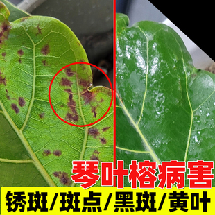 琴叶榕专用肥料锈斑病药褐斑防干枯脱落营养液花卉植物杀菌剂通用