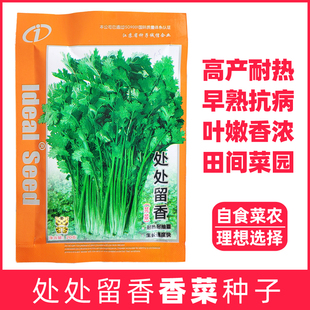 香菜种子元芫荽种籽大叶花园阳台盆栽四季农家蔬菜种孑耐热高产嫩