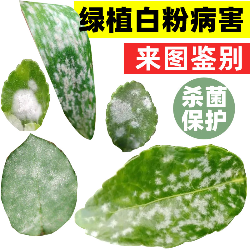 农药大全杀菌剂多肉兰花专用杀菌药月季黑斑病白粉蔬菜黄杨长寿花