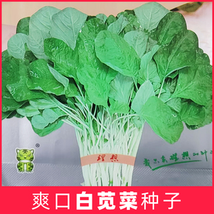 嫩白苋菜种子圆汉菜籽春秋四季播种阳台盆栽蔬菜种孑大全园艺农家