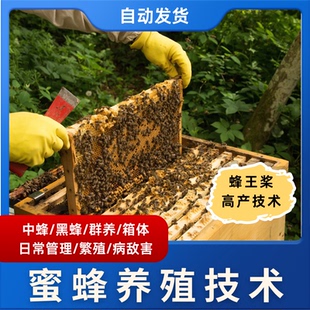 蜜蜂养殖教程中蜂高产技术群养箱体病敌害防治网课资料视频教学