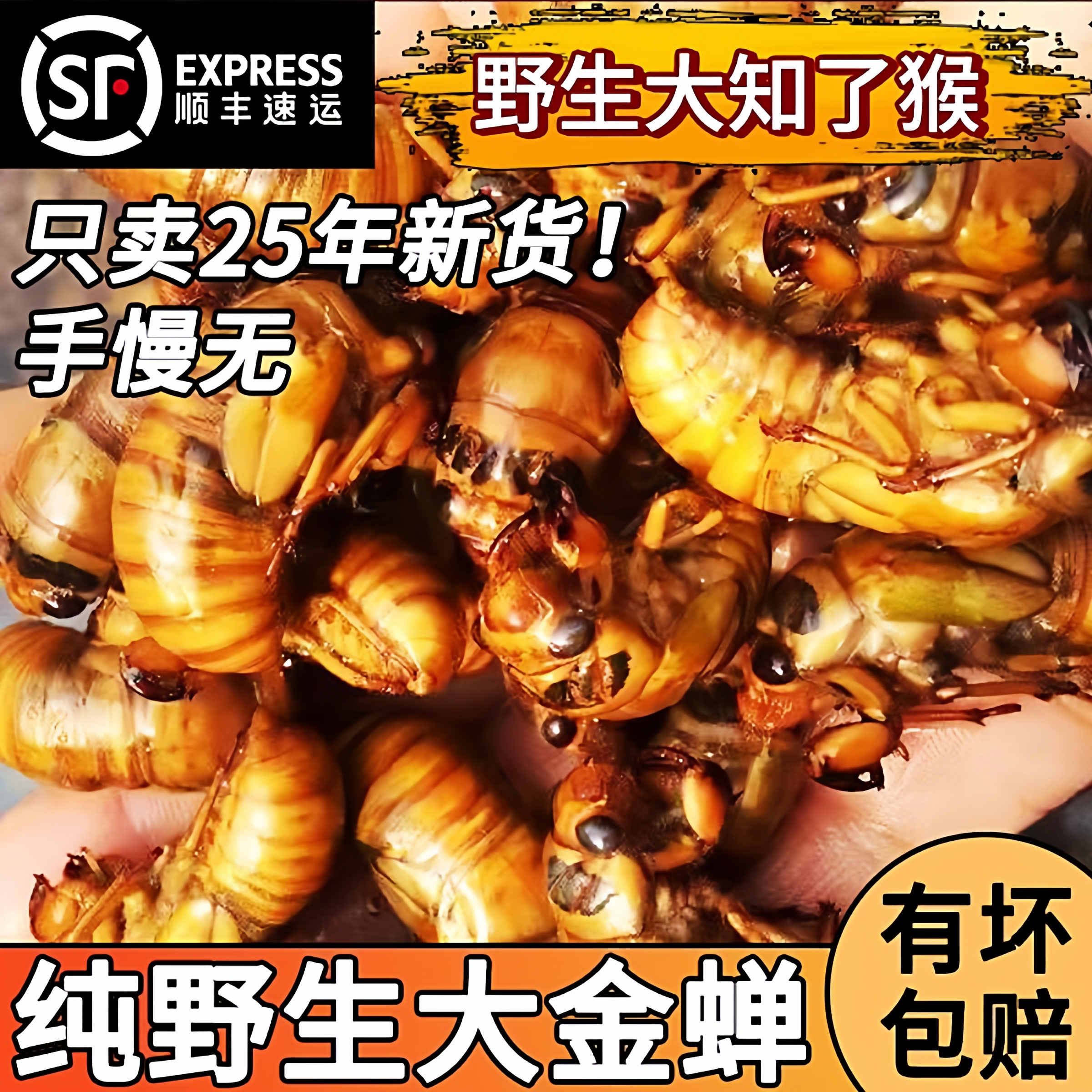 知了猴新鲜活体山东大金蝉冷冻结了龟爬叉猴蛋白非蚕蝉蛹顺丰包邮