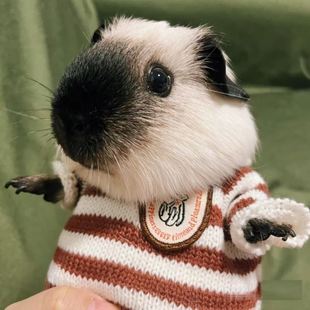 荷兰猪衣服专用小宠物秋冬季保暖毛衣超小号貂龙猫侏儒兔松鼠豚鼠