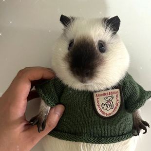 荷兰猪衣服专用小宠物秋冬季保暖毛衣超小号貂龙猫侏儒兔松鼠豚鼠