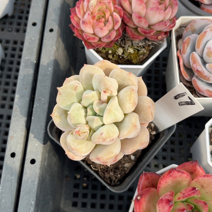 超奶7厘米的盆，脱土发货