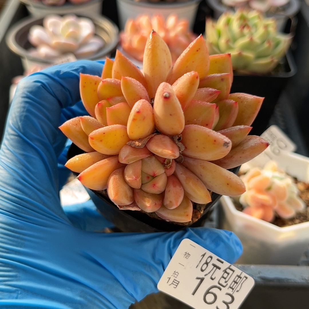 香槟6厘米的盆,鲜花速递/花卉仿真/绿植园艺,多肉植物,淘宝优惠券,粉丝福利购,淘宝优惠卷