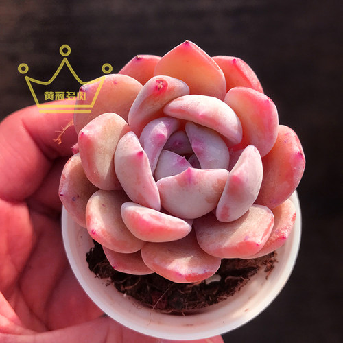 一物一拍星影橙梦露多肉植物