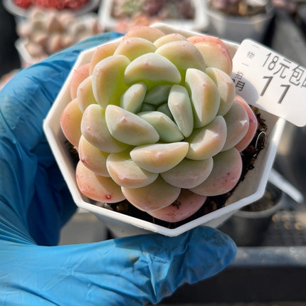 玉蝴蝶7厘米的盆