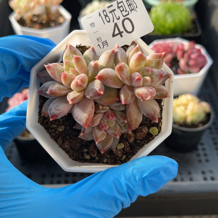 幻影美人7厘米的盆