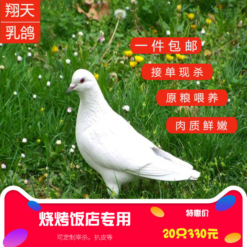 Backyard hotel Hotel barbecue Pigeon pigeon meat fresh 20 Pcsin the Aquatic meat/Fresh fruits and vegetables/Cooked , Raw meat/Meat , Pigeons , Pigeon  category - from Buy2taobao.com to provide professional Taobao agent buy service