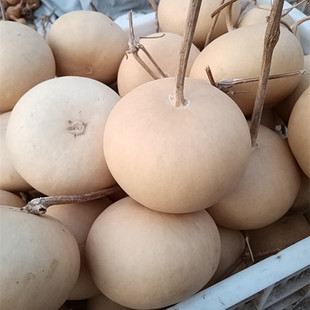 小苹果葫芦种子观赏文玩葫芦籽种盆栽绿化爬藤遮阴特小大亚腰孑苗