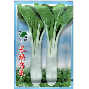 长梗白菜种子高梗白高杆箭杆小白菜青菜蔬菜孑苗春秋阳台盆栽