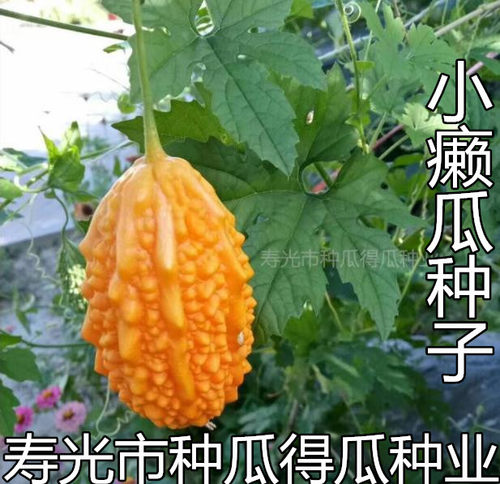蔬菜金铃子四季阳台爬藤癞瓜四季