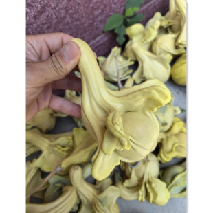 观赏多翅瓜种子文玩墨西哥葫芦趣味南瓜种籽把玩观赏美化绿化种孑