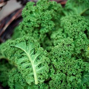 特色羽衣甘蓝种子春秋四季 阳台盆栽青菜叶菜观赏食用蔬菜种籽苗秧