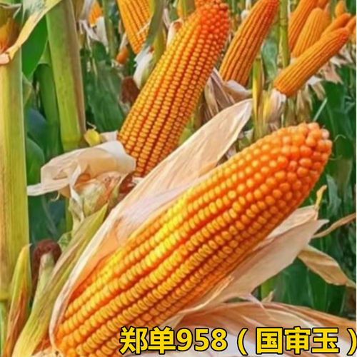 国审高产杂交郑单958大田玉米