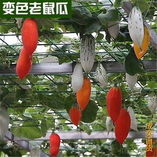 观赏食用变色老鼠瓜种子春秋四季阳台盆栽蛇瓜葫芦种籽苗遮阴观光