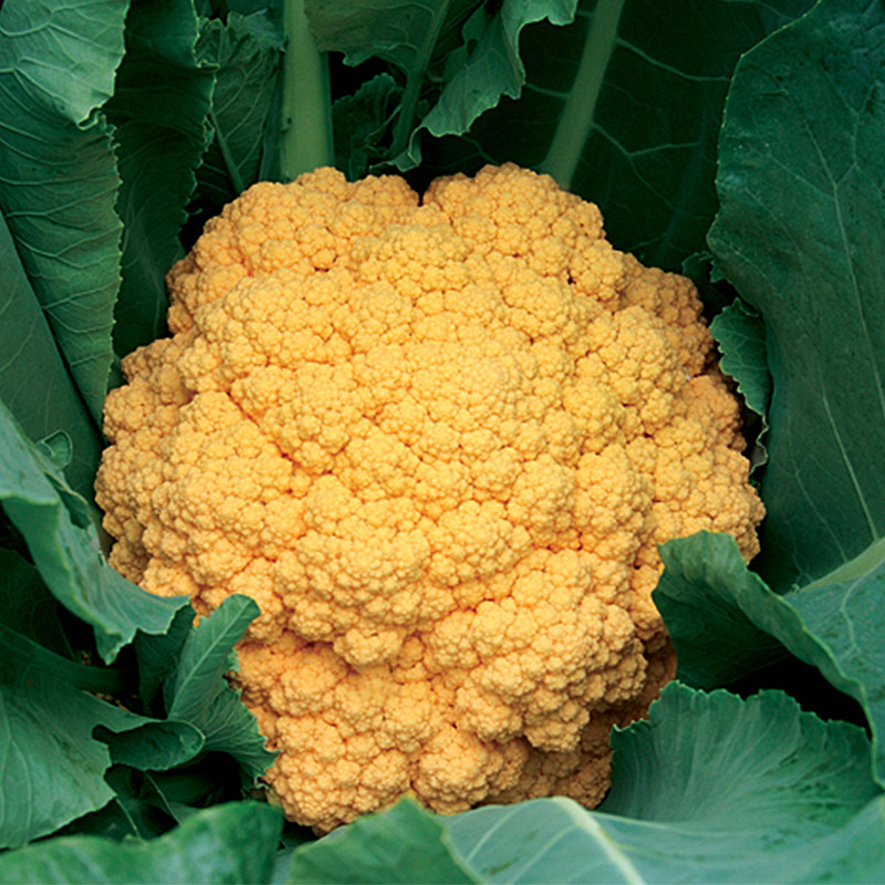 神良金黄色花菜种子菜花种籽观光特色蔬菜种孑苗阳台盆栽