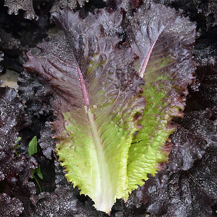 特色韩国紫色包肉生菜种子春秋四季易种盆栽蔬菜种孑苗意大利结球,鲜花速递/花卉仿真/绿植园艺,家庭园艺种子,淘宝优惠券,粉丝福利购,淘宝优惠卷