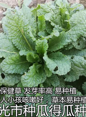 野菜蛤蟆草四季盆栽阳台种子