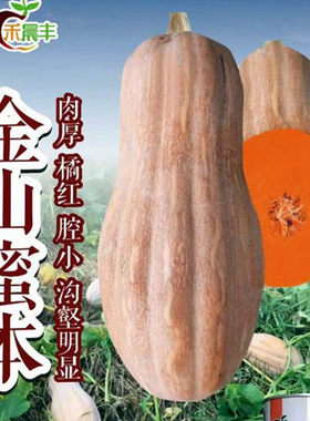大果超甜板栗蔬菜孑蜜本南瓜