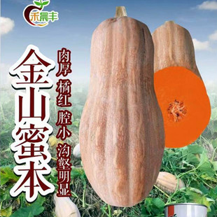 大果蜜本南瓜种子超甜秘本南瓜种籽甜糯板栗蔬菜孑秧苗香甜
