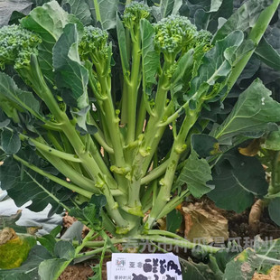 西兰苔种子芥兰西兰花台青花菜菜心芥蓝种籽四季春秋季蔬菜孑苗秧