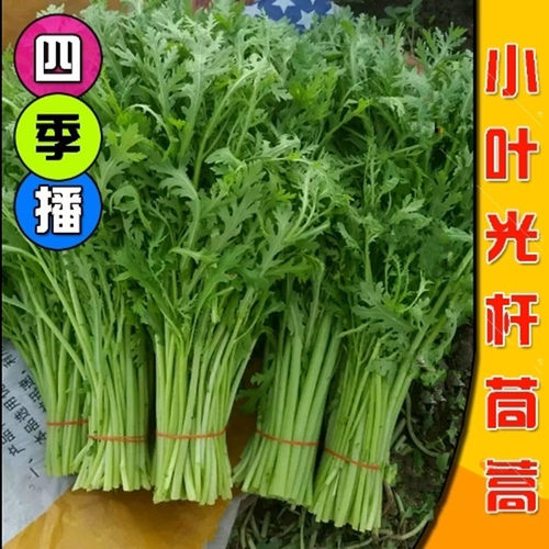 光杆茼蒿种子茼蒿菜种籽