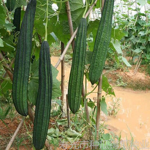 棱丝瓜种子 高产高抗大田棱丝瓜种籽 特长早熟 丝瓜种子蔬菜种子