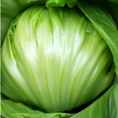 蔬菜改良大坪汕头11号四季芥菜