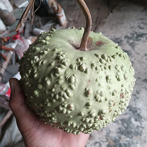 满天星葫芦籽种特色观赏文玩