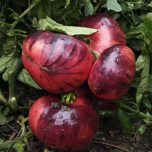 切诺基特色番茄种子春秋四季阳台盆栽西红柿沙瓤蔬菜种籽苗秧