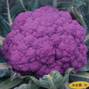 杂交紫花椰菜种子特色花菜种籽大田阳台盆栽西兰花菜花蔬菜种孑苗