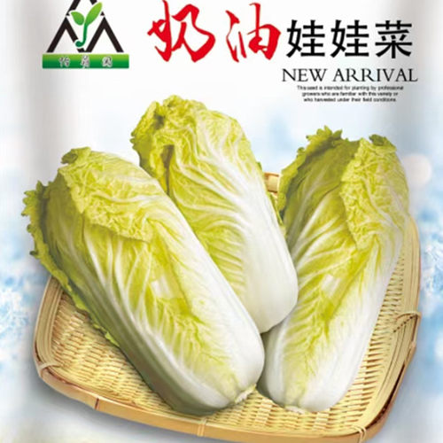奶油娃娃菜种子黄心春秋季苗阳台