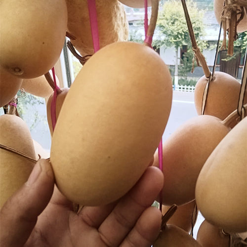 小冬瓜葫芦种子春秋四季