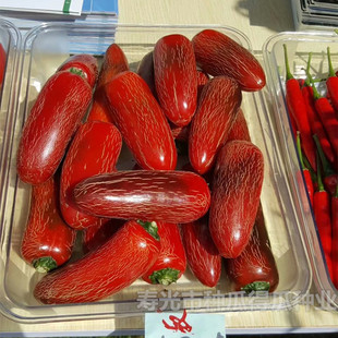 香肠辣椒种子腌渍辣椒种籽泡线麻朝天椒甜四季阳台盆栽蔬菜孑苗秧