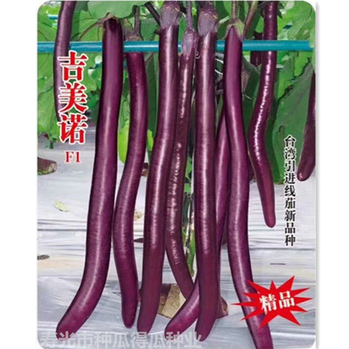 台湾引进紫线茄种子长圆罐绿长杭茄子种籽春四季大田阳台蔬菜孑苗