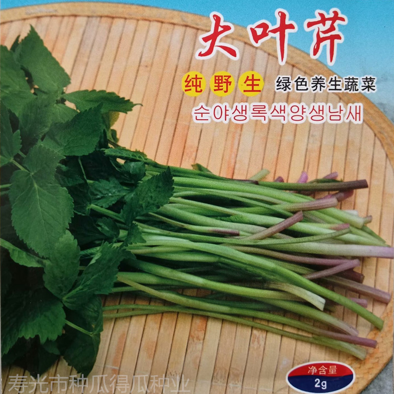 东北大叶芹野菜春秋盆栽种子图片