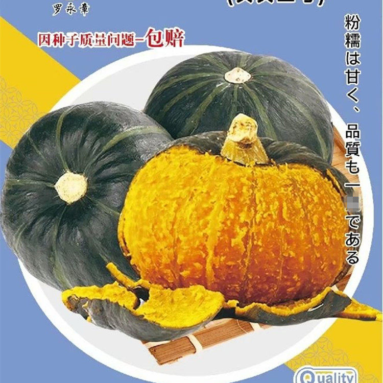 蜜糖贝贝南瓜种子粉糯甜小南瓜种籽春秋四季阳台盆栽蔬菜种孑苗秧