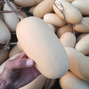 观赏文玩葫芦种子特大小中冬瓜葫芦籽种阳台易种盆栽花卉种孑苗秧