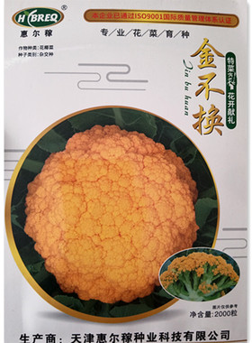 惠尔稼金不换金色花菜种子黄色特色松花菜菜花种籽蔬菜种孑苗秧