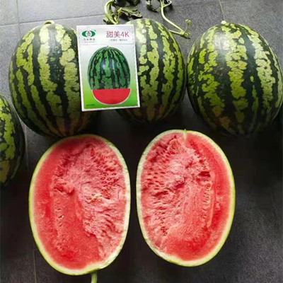 力禾4k西瓜种籽红玉美都麒麟瓜甜王8424西瓜种子春秋蔬菜种孑苗秧