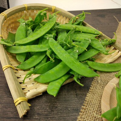 奇珍种籽子春秋盆栽大田甜豌豆