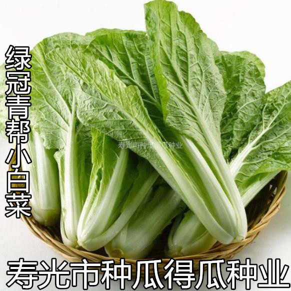 绿冠青帮早熟春夏四季播小白菜