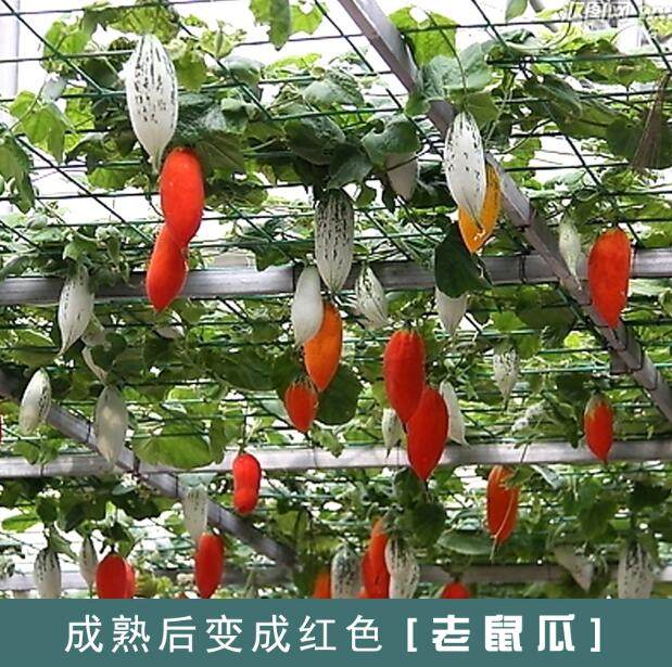 变色老鼠瓜种子籽 观赏食用蔬菜种孑苗 爬藤瓜果阳台盆栽春秋四季